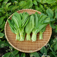 [통골농원]명이나물 1kg 2kg (산속 밭에서 자라는 명이나물 (산마늘) 수확 시작 더 부드럽고 향진한 잎명이3월 31일부터 발송 합니다)